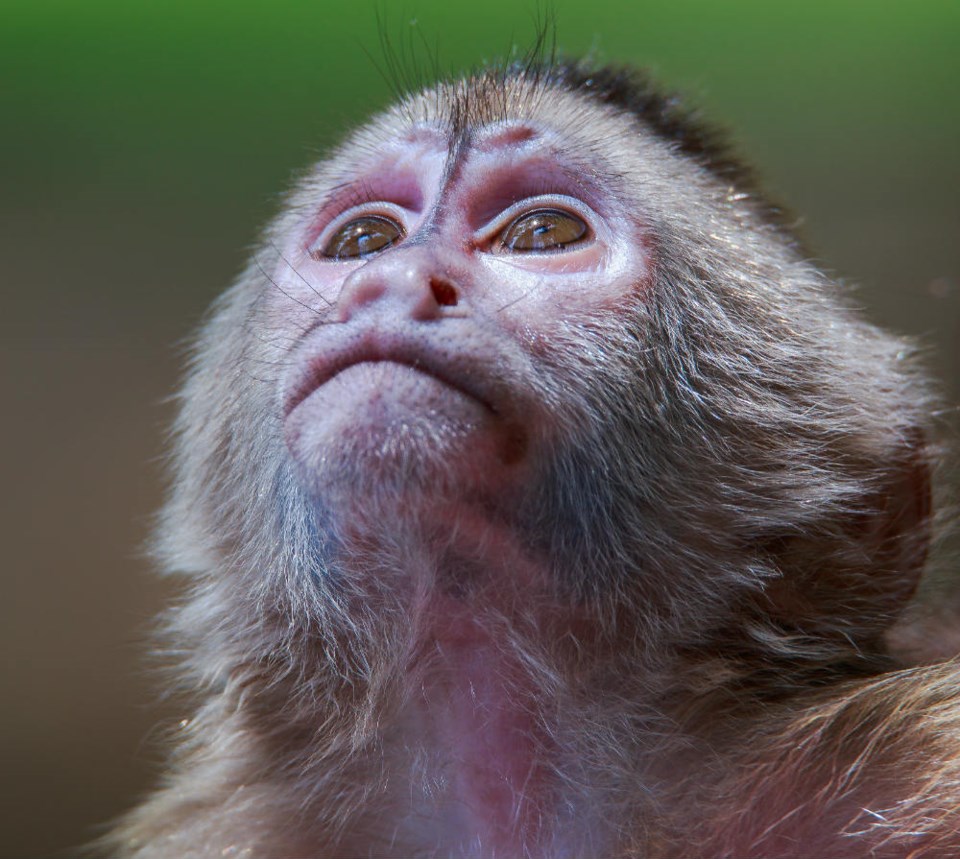  A capuchin monkey. Photo Shutterstock