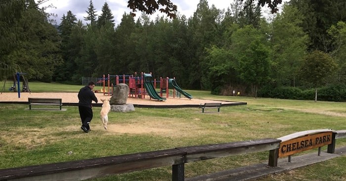  Chyles Sutherland takes Bella for a walk in Chelsea Park off Coast Meridian Road in Port Coquitlam Friday, near where two cougars were killed after they wouldn’t leave the neighborhood and had attacked a dog, stalked a conservation officer, and were suspected of killing cats. (Photograph by DIANE STRANDBERG)