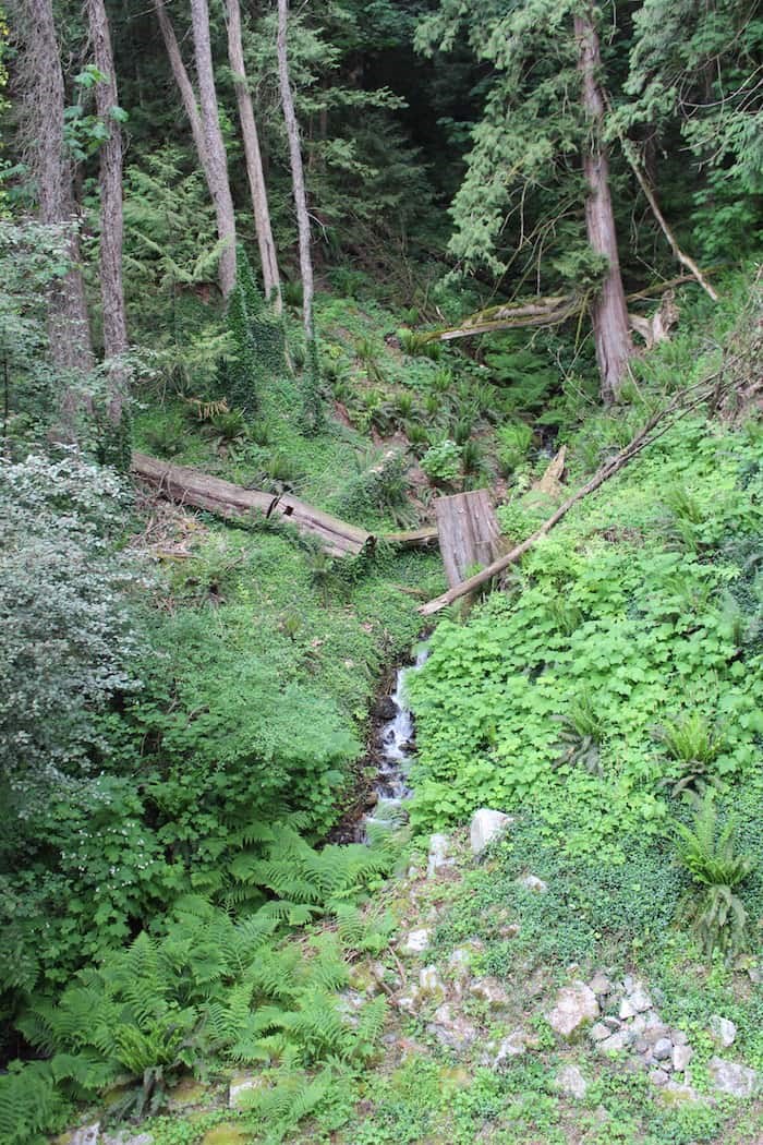  A stream on the property (Lindsay William-Ross/Vancouver Is Awesome)