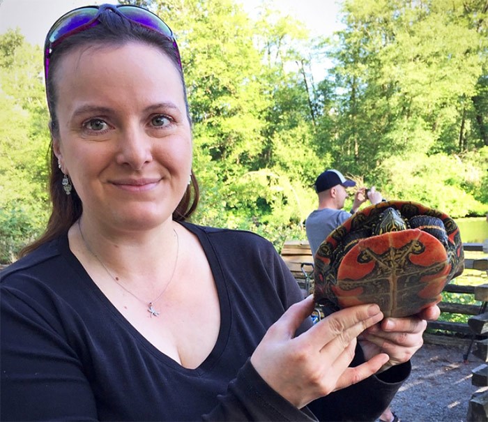  Wildlife biologist Deanna MacTavish holds Turtle 134, a Western painted turtle that wandered onto a Burnaby Lake parking lot looking for a place to nest recently.
