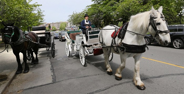  The SPCA would like carriage tours to be restricted to park areas.