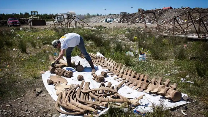  Mike deRoos of Cetacea Contracting brushes off the dirt from the bones of a grey whale that was buried at the Alberni-Clayoquot Regional District's West Coast Landfill in 2015. Melissa Renwick/The Canadian Press