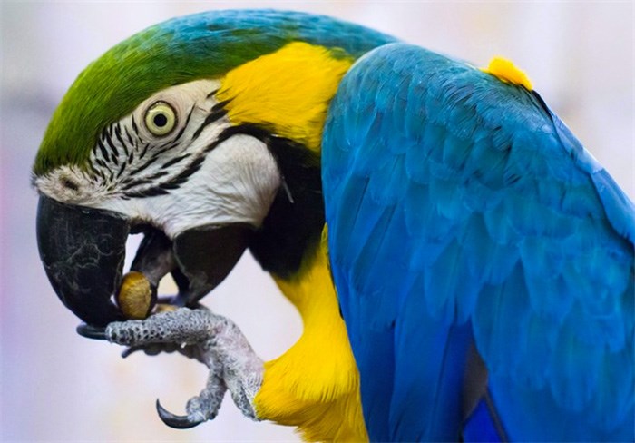  A blue and gold macaw named Clyde eats a nut at a warehouse where 95 birds awaiting adoption are being housed by the Greyhaven Exotic Bird Sanctuary, in Vancouver, B.C., on Tuesday January 23, 2018. Dozens of rescued parrots awaiting adoption have found a new sanctuary via Craigslist. THE CANADIAN PRESS/Darryl Dyck