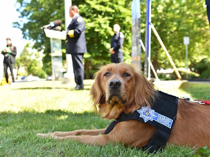  Lola, a two-and-a-half year old golden retriever trauma dog, recently joined the ranks at Vancouver Fire and Rescue Services. Photo Dan Toulgoet