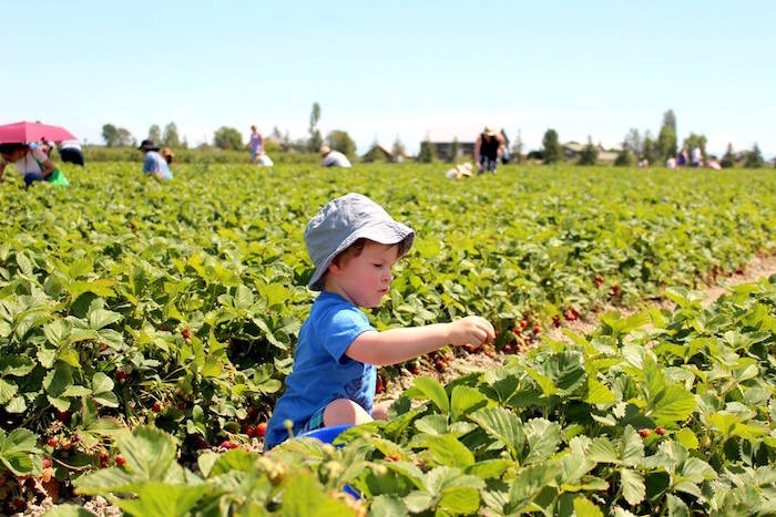  Strawberry picking at Emma Lea Farms in Ladner (Lindsay William-Ross/Vancouver Is Awesome)