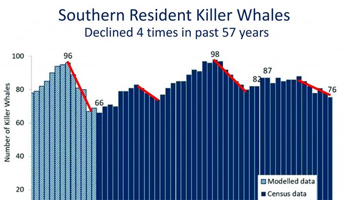  B.C.’s southern resident killer whale population has declined and rebounded four times since 1960