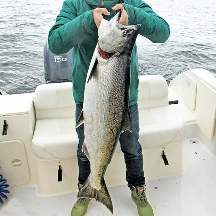 A chinook salmon caught off Vancouver Island. V.I.A. file photo