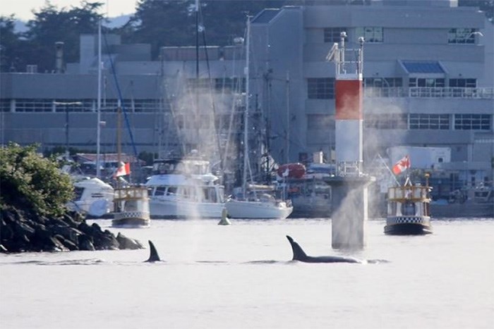  A pod of orcas is shown in Victoria on Sunday, June 17, 2018 in this handout photo. A pod of orcas has made a brief visit to Victoria Harbour, the second visit by a group of killer whales in 10 days. Jackie Cowan, who lives on a boat in the harbour and is also a captain with a Victoria whale watching company says the pod cruised in on Sunday evening. THE CANADIAN PRESS/HO - Jackie Cowan