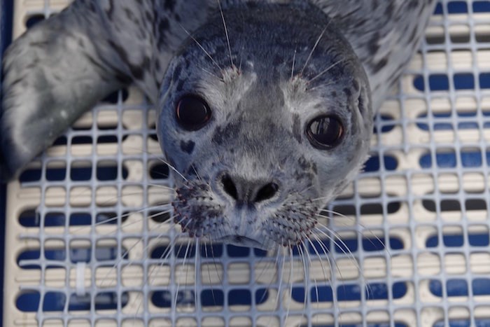  Vancouver Aquarium Marine Mammal Rescue Centre/Facebook