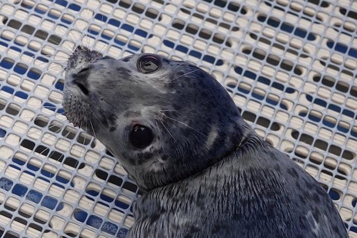  Vancouver Aquarium Marine Mammal Rescue Centre/Facebook