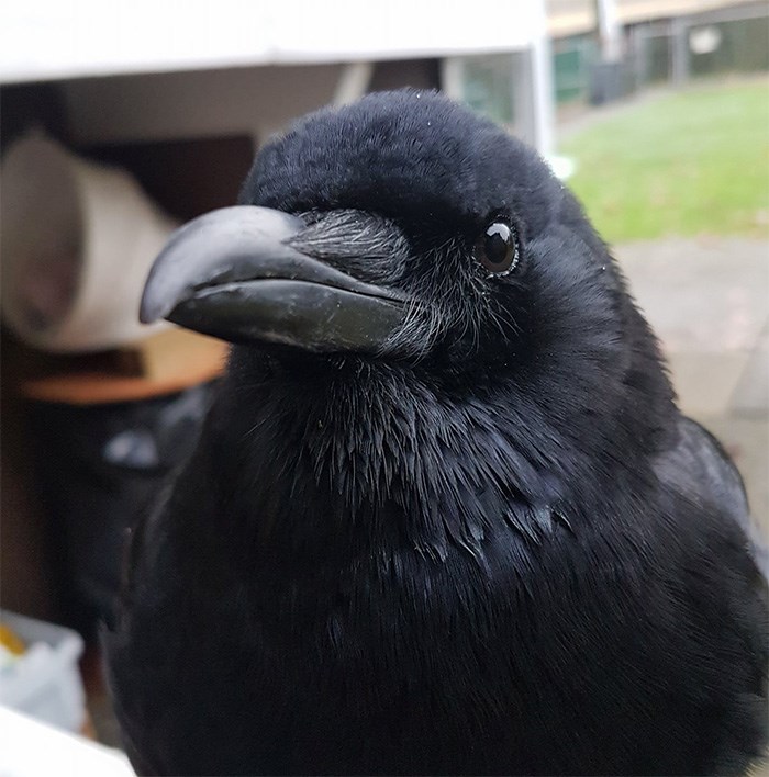  Canuck the Crow. Photo supplied