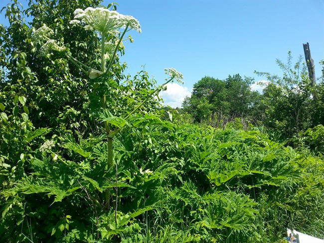  A giant hogweed plant is shown in a Nature Conservancy of Canada handout photo. Experts are warning Canadians to be on the lookout for a dangerous plant that can cause three-degree burns.The Nature Conservancy of Canada says giant hogweed is one of Canada's most dangerous plants as it poses a real human health concern. THE CANADIAN PRESS/HO- Nature Conservancy of Canada