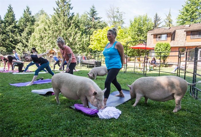  Tammy Ennis, right, and her daughter Karilee Ennis, second right, laugh while participating in a yoga session with pigs during a charity fundraiser at The Happy Herd Farm Sanctuary, in Aldergrove, B.C., on Sunday June 24, 2018. The not for profit sanctuary held three yoga classes with four pigs on Sunday to raise money to help cover veterinarian costs. The pigs were born at the sanctuary when one of two neglected pot-bellied pigs seized by the SPCA unexpectedly gave birth to a litter of five after being taken in. THE CANADIAN PRESS/Darryl Dyck