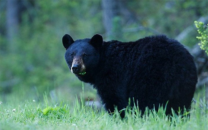  An unrelated bear (Photo @_bccos/Twitter)