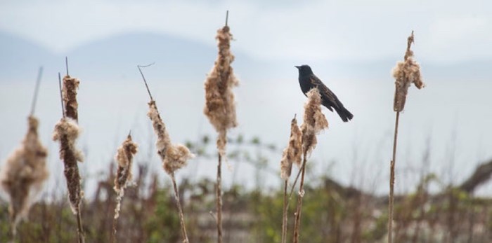  Delta council generally supported an idea to identify Boundary Bay and the lower Fraser Estuary as the Bird Capital of Canada. (Photo: FILE/Delta Optimist)