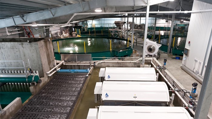  In operation for five years now, Kuterra produces 300 tonnes of salmon per yearin a closed-containment system. | Submitted