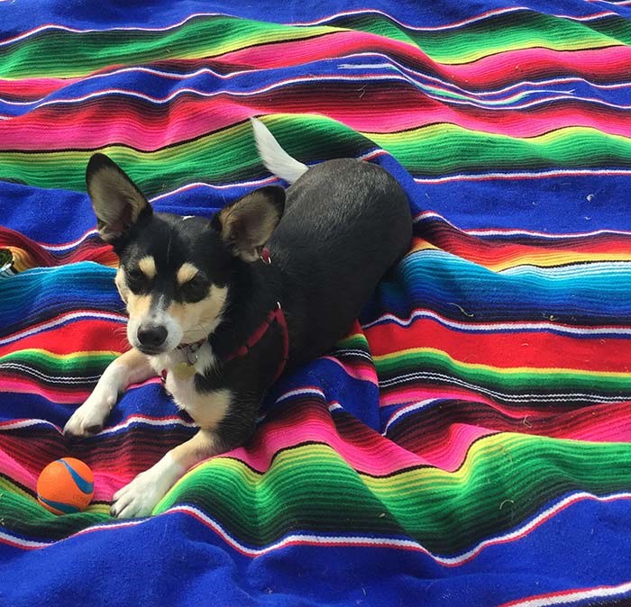  Dale hanging out on a party blanket. Photo Denise Cymbalist