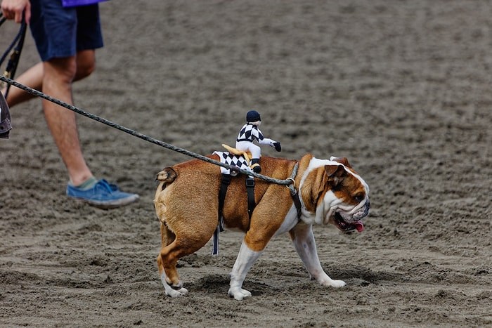  Bulldog Races took place June 23 at Hastings Racecourse (