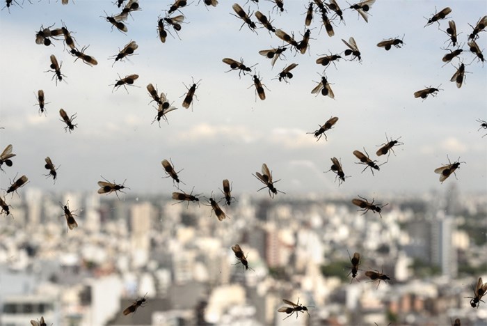  The internet was abuzz yesterday with reports of flying ants enjoying a 