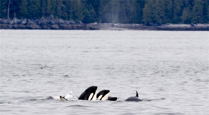  The new 200-metre distance rules to protect the endangered southern resident killer whale population has West Coast whale watch groups demanding closer access to other more abundant orca populations. Scientists, however say 200 metres may not be far enough to help whales fighting against the ravages of pollution, noise and lack of food. Orca whales play in Chatham Sound near Prince Rupert, B.C., Friday, June, 22, 2018. THE CANADIAN PRESS Jonathan Hayward