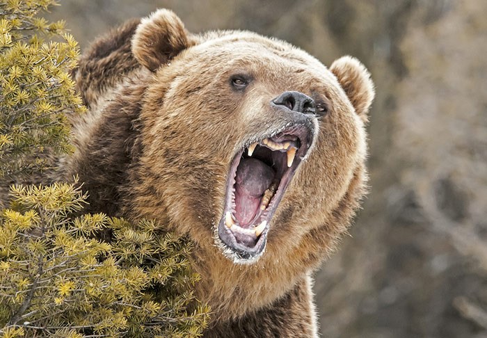  Grizzly bear. Photo Shutterstock