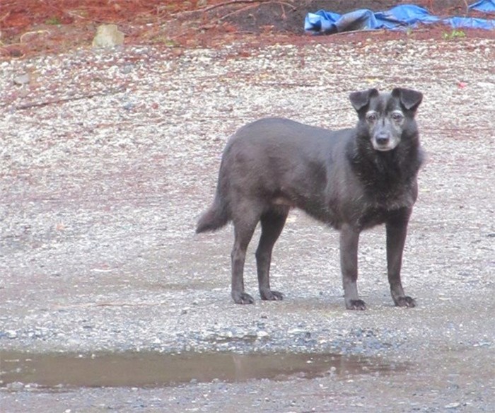  Peanut as she was a few years ago. (via Ron Woodall)