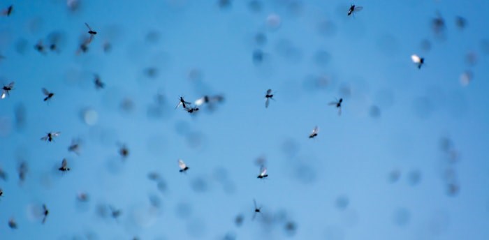  Flying ants in the sky (Shutterstock)