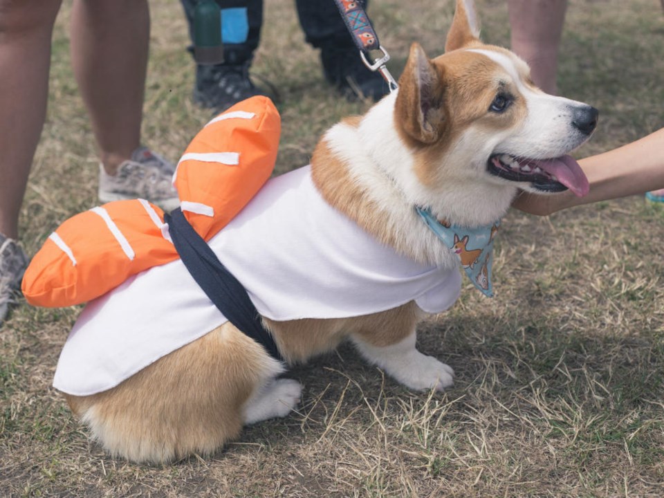  Tako the corgi dressed as a piece of salmon sushi Credit Roberta Carubia on behalf of Earth Paws Pet Products