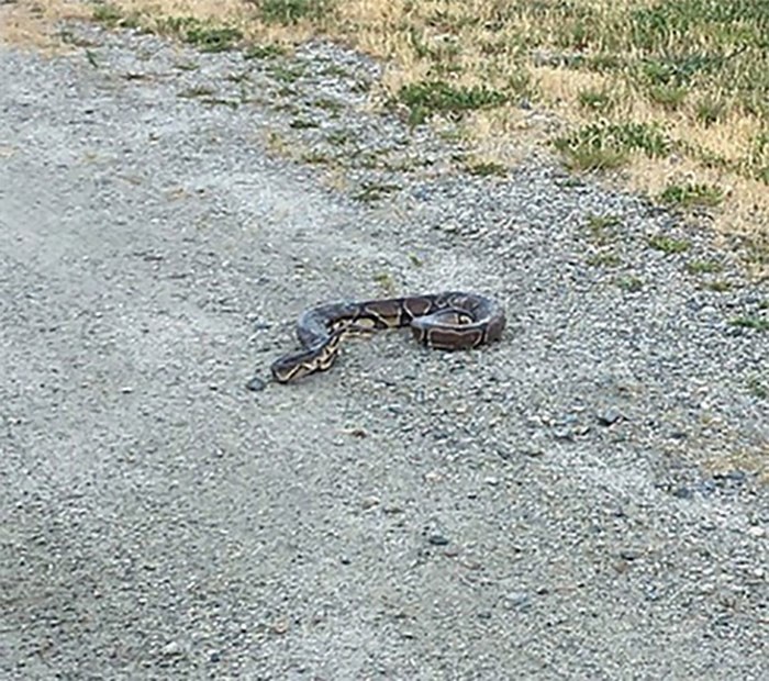  Gypsy, a missing pet python, is pictured in this photo taken by a passerby on the Canada Day long weekend near the Westham Island Bridge in Delta, B.C. in this police handout photo. A missing pet python named Gypsy was spotted on the Canada Day long weekend in Delta, B.C., shortly after it disappeared into a farmer's field June 30. Delta Police say someone spotted the dark caramel-coloured snake near the Westham Island Bridge and snapped a photo, but didn't tell an animal shelter about what they had seen until July 3. THE CANADIAN PRESS/HO, Delta Police 