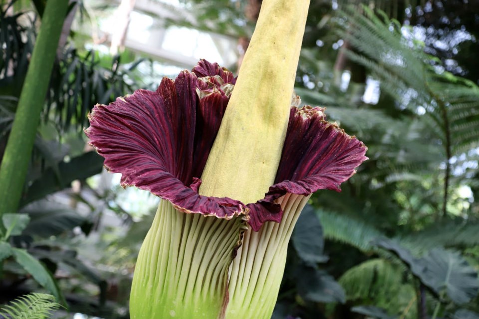  A corpse flower when it is blooming. Photo Shutterstock