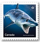  shortfin mako shark