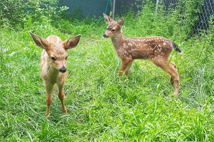  Injured and weak because of an infection, Daisy the deer, at left, was attacked by an eagle before being taken to Critter Care in Langley, where she is now well enough to share an enclosure with another rescued fawn.