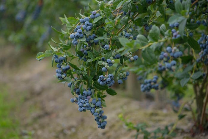  Photo: BC Blueberries