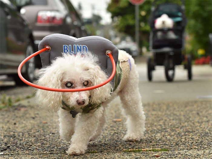  Prince Michael demonstrating Muffin’s Halo Guide for Blind Dogs outside the Courier's office. Photo Dan Toulgoet