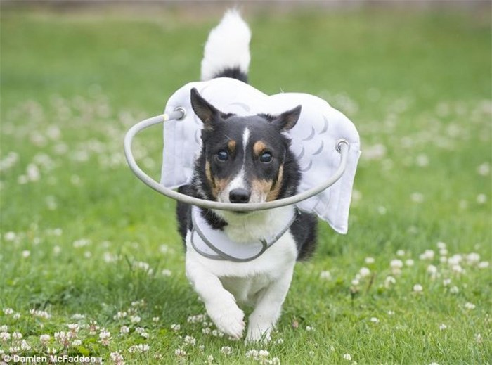  Muffin's Halo is a three-piece device made up of a harness, padded “angel wings,” and a tube that encircles a dog's face.
