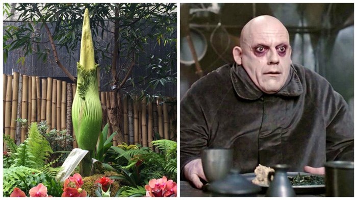  The Vancouver Park Board and Bloedel Conservatory, with the help of social media, have named its titan arum, a.k.a. “corpse flower,” after the fictional Addams Family character Uncle Fester.