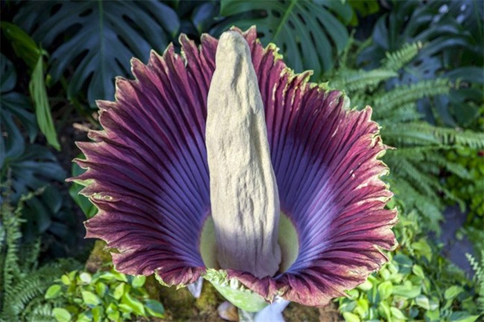  A corpse flower blooms at Frederik Meijer Gardens and Sculpture Park in Grand Rapids, Mich., Thursday, July 12, 2018. A unique and exotic tropical plant, acclaimed for its size and abhorred for its smell, is blooming at a Vancouver conservatory.A news release from the Vancouver Park Board says the titan arum, the largest flower on earth, began to bloom Sunday evening. (Cory Morse/The Grand Rapids Press via AP)