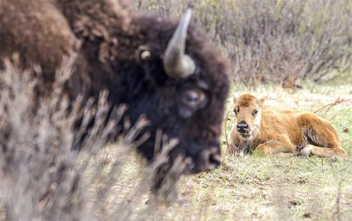  A bison calf rests while its mother watches in Banff National Park in a handout photo from Parks Canada. Several First Nation elders will be flown by helicopter into the backcountry of Banff National Park for a special ceremony Monday as officials prepare to let the recently reintroduced bison roam freely. THE CANADIAN PRESS/HO-Parks Canada-Karsten Heuer