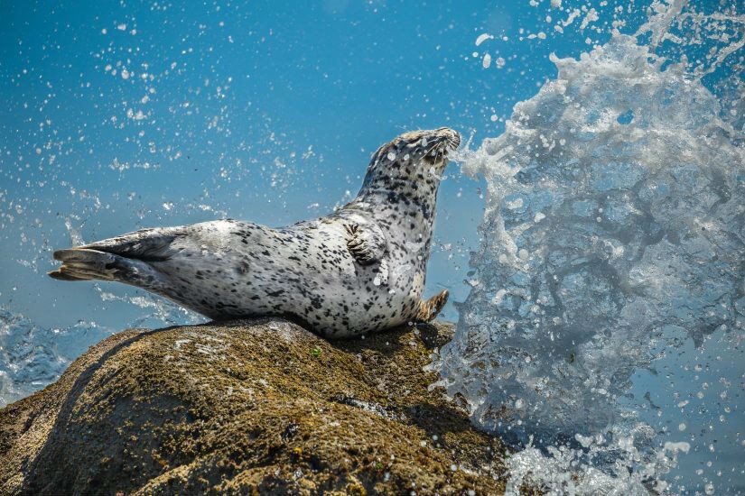  “Air Guitar Seal.” Photo credit: Mike Walsh