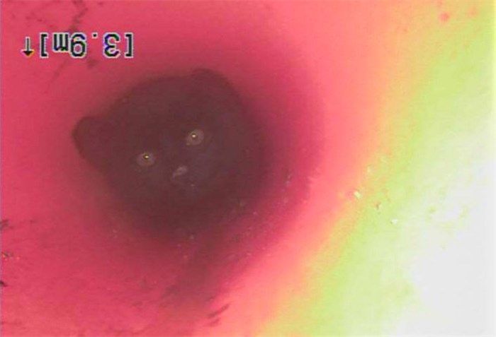  An adventurous feline has been rescued after getting trapped in an underground pipe in Kamloops, B.C. Dan Groess, owner of A Groess Underground sewer and drain services, says he responded to a call Monday about a black kitten stuck in a conduit that was less than seven centimetres in diameter. The cat is seen in a handout image from a video inspection camera, in Kamloops, B.C., on July 17, 2018. THE CANADIAN PRESS/HO-CHNL, Dan Groess