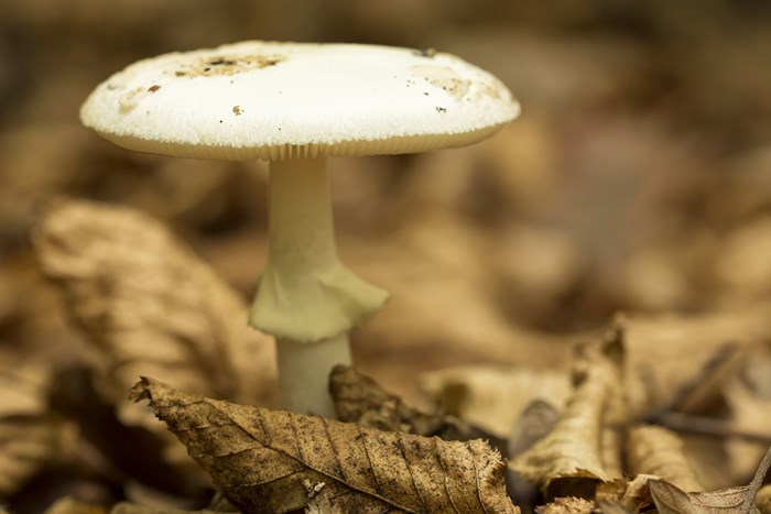  Death Cap mushroom/Shutterstock