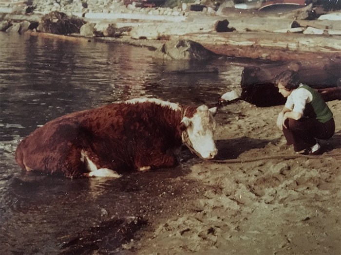  A West Vancouver resident trying to calm a cow coming to shore in September 1976. Photo Jean Lawrence