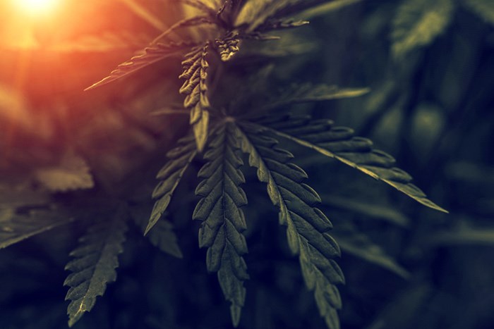  Marijuana/Shutterstock