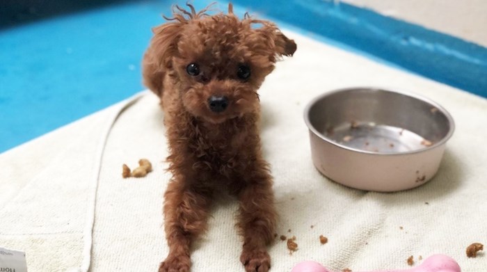  Mickey, a tea cup poodle, has been stolen from a Vancouver SPCA shelter.