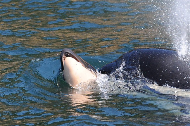  A female killer whale is seen in the waters off Vancouver Island pushing the body of her newborn calf in this July 25, 2018, handout photo. Ken Balcomb, senior scientist at The Centre for Whale Research in Friday Harbour, Wash., says the southern resident whale probably knows the calf is dead, but she seems reluctant to let it go. THE CANADIAN PRESS/HO-Center for Whale Research, Kelley Balcomb-Bartok