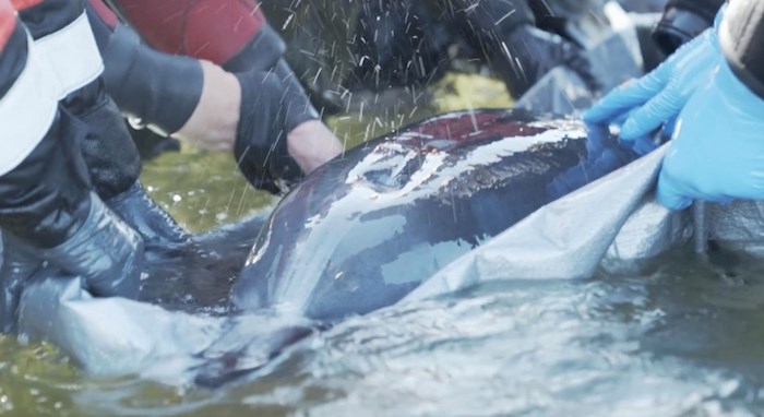  Parks employees held it in shallow water until the Rescue Centre team could arrive to help.