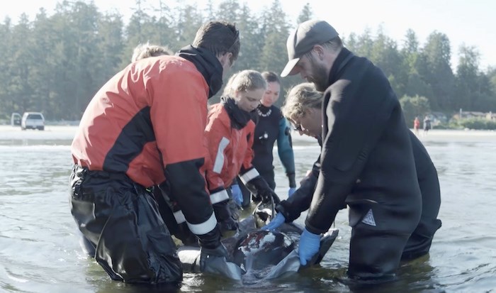  Rescue teams carry the dolphin out of the water. - Ocean Wise