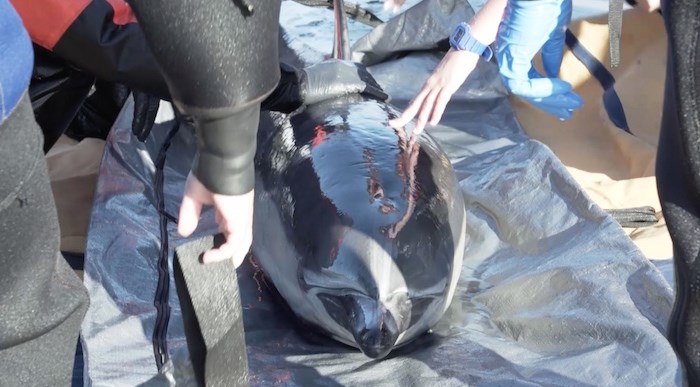  Rescue teams carried the dolphin out of the water to take it to the Vancouver Aquarium Marine Mammal Rescue Centre. - Ocean Wise