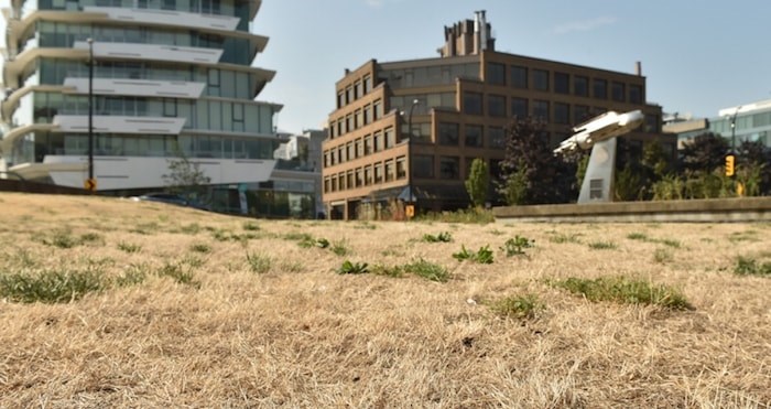  Dry dead grass in the city shows the heat and lack of water. Photograph By DAN TOULGOET