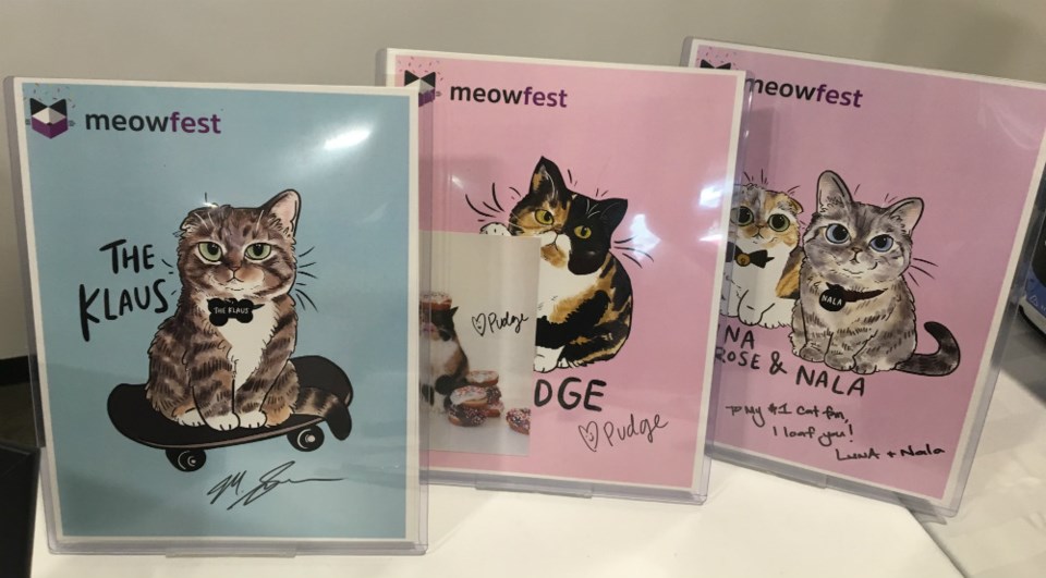  Autographs from the famous cats Photo Melissa Shaw